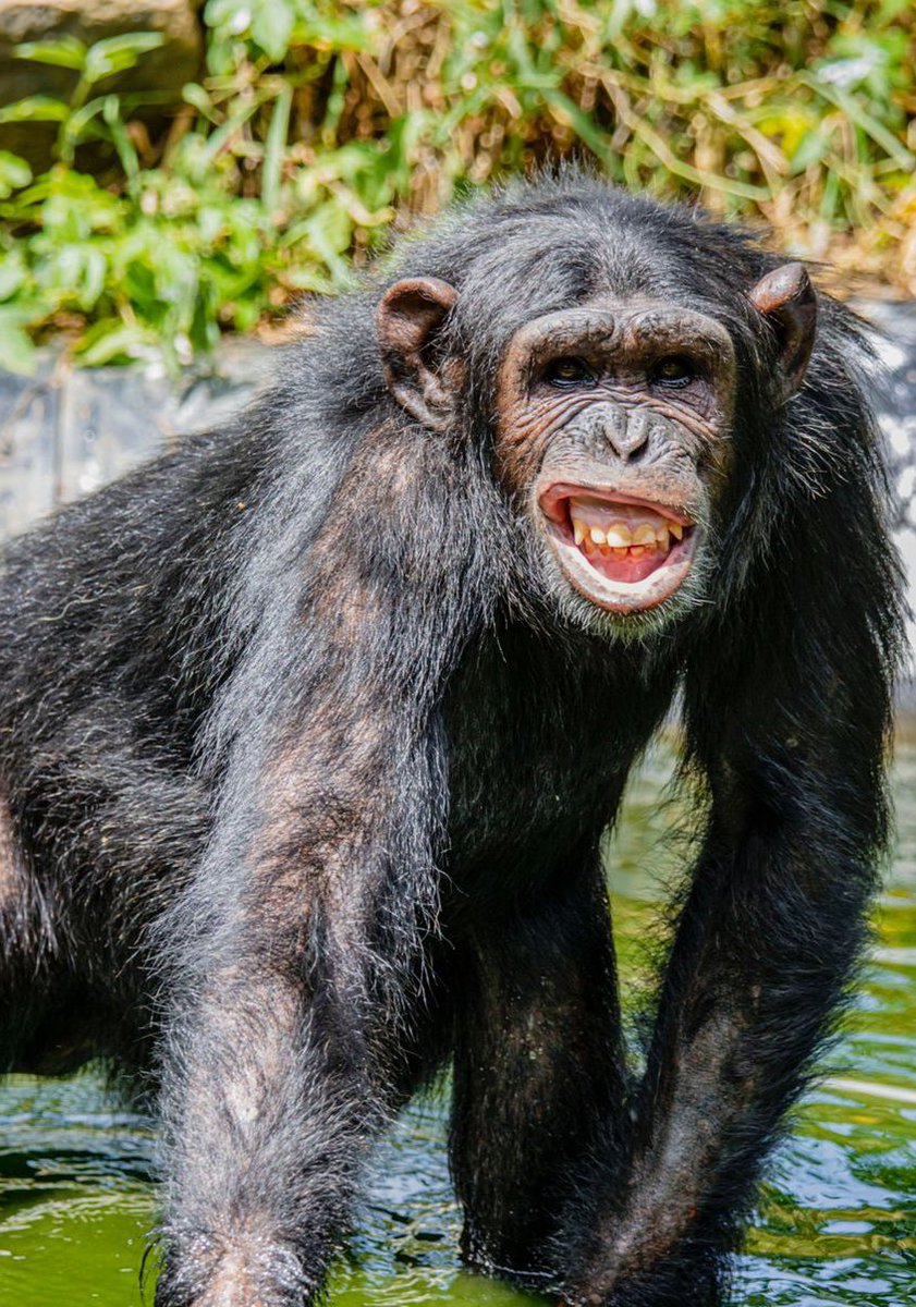 Kinyanyatours's tweet photo. With travel restrictions lifted in Uganda, everyone is looking forward to exploring our beautiful country again. If you or your group are looking to explore Uganda, Contact our expert team for help💯. 
#traveling #wildlife 
Email: kinyanyatours0@gmail.com https://t.co/wGtSA6NAIH