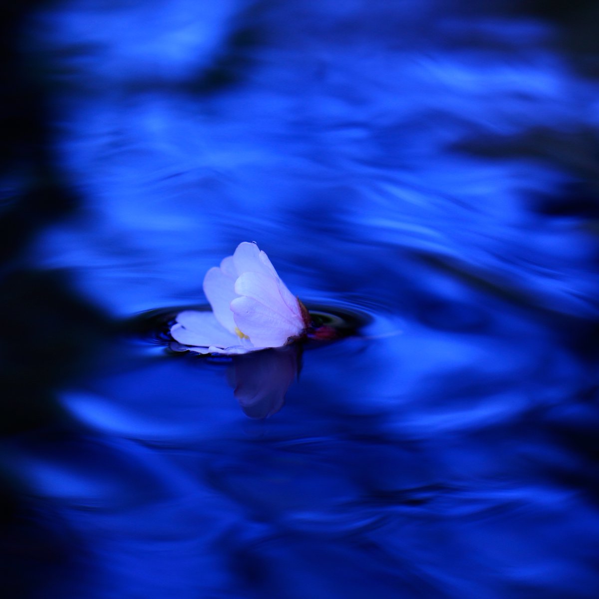 MomokaPhotos's tweet photo. 水面の桜
明け方、まだ薄暗いうちに撮影したら
闇夜に1輪だけ咲く花のように。

#キリトリセカイ
#ファインダー越しの私の世界
#写真好きな人と繋がりたい https://t.co/qWgkLjlxd9