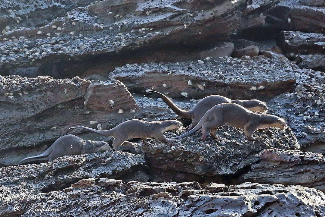 TheBatBotLab's tweet photo. Otter family in #Brunei. Photo: Husini Bakar. #Borneo #wildlife #mammals https://t.co/4DESgyt5mv