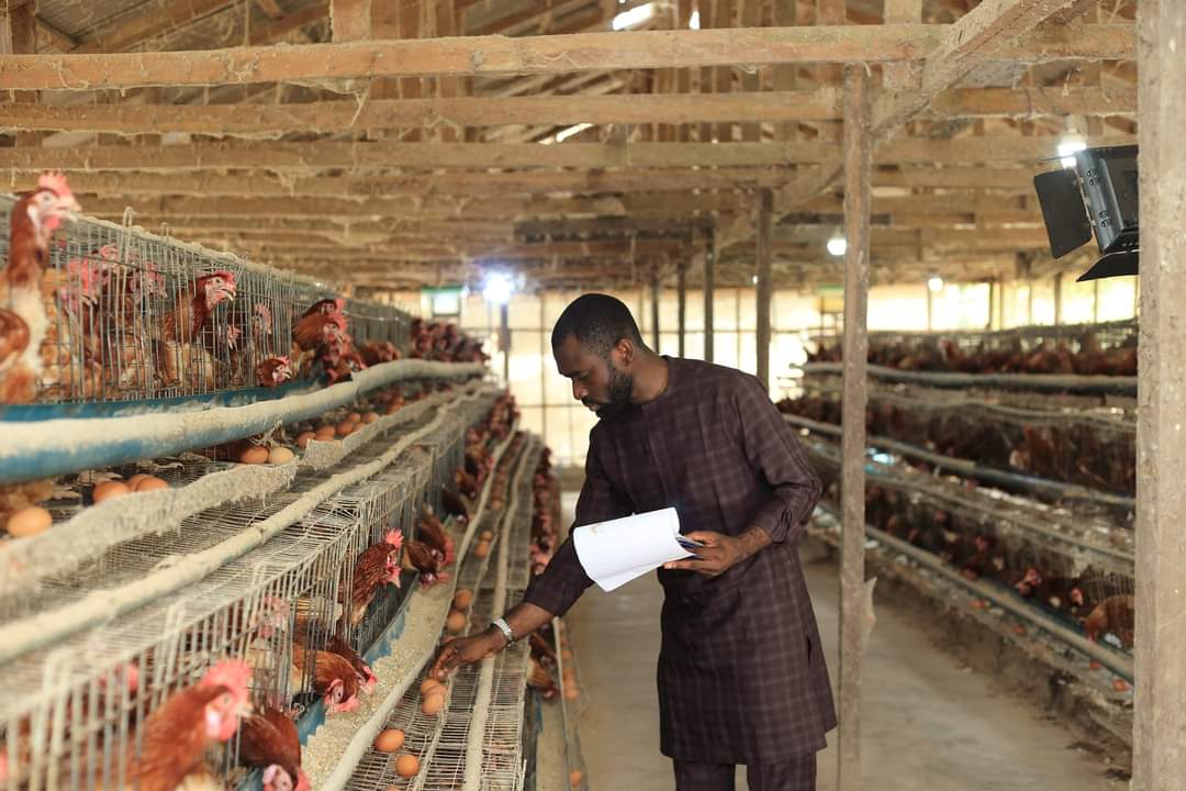 tonyOWEI's tweet photo. Everybody always want to make extra money. The HOW is always the challenge. 

I just got off the phone with Emmanuel, the manager of our Gbarantoru facility housing 6000 birds. I had to literarily beg to him 'create' some eggs for a customer - a woman who relies absolutely on the https://t.co/ygAYlLJKrs