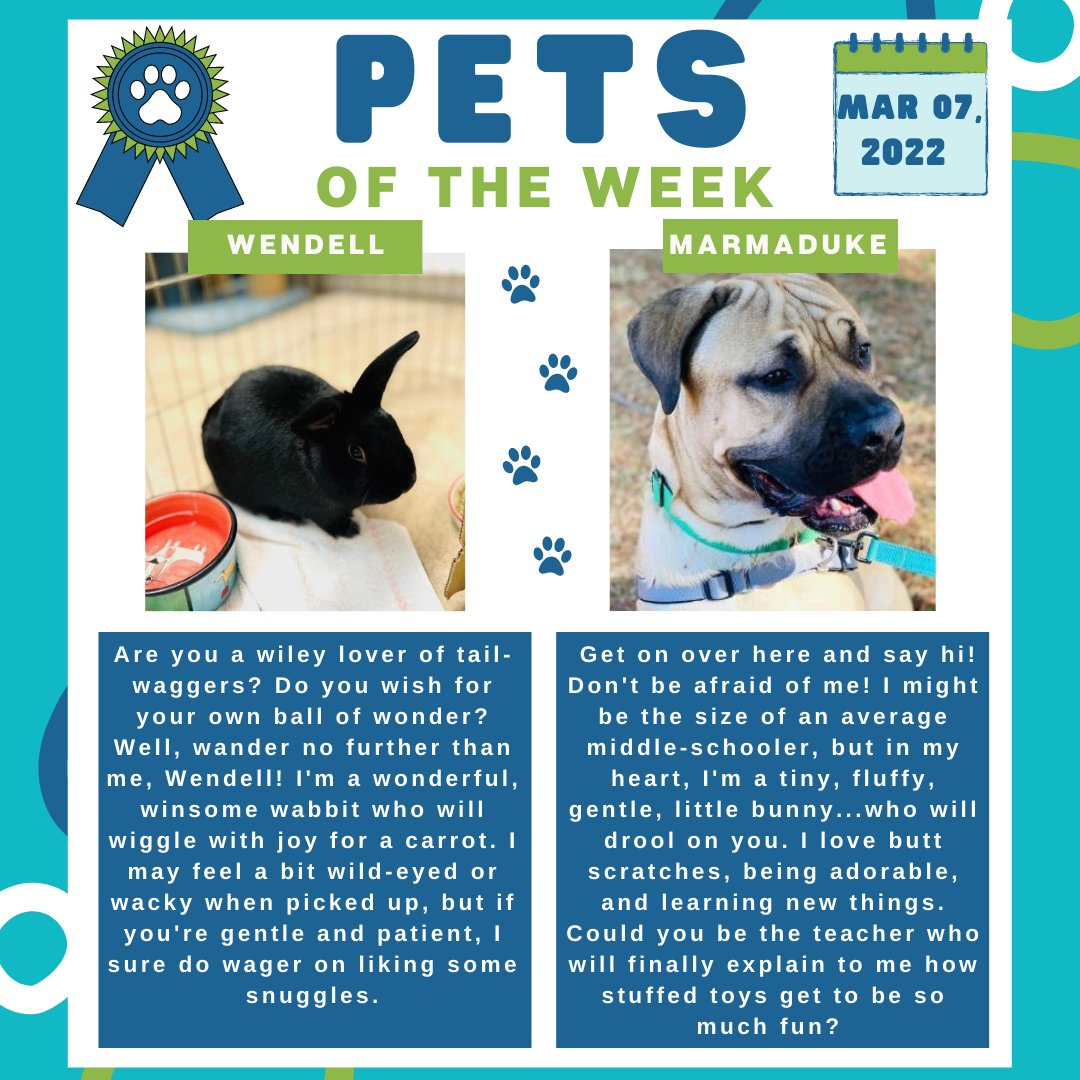 bmorehumane's tweet photo. Meet Wendell and Marmaduke, our #spotlighted pets this week! 💕
#Like, #Comment, and #Share! Let's get these pets, and all their shelter friends, forever homes! 🐈 🐇 🐕 Is there space in your home and heart for a family addition? #Adopt! https://t.co/Cytob5ls9l ⬅️
#PetsoftheWeek https://t.co/eugeajUAQY