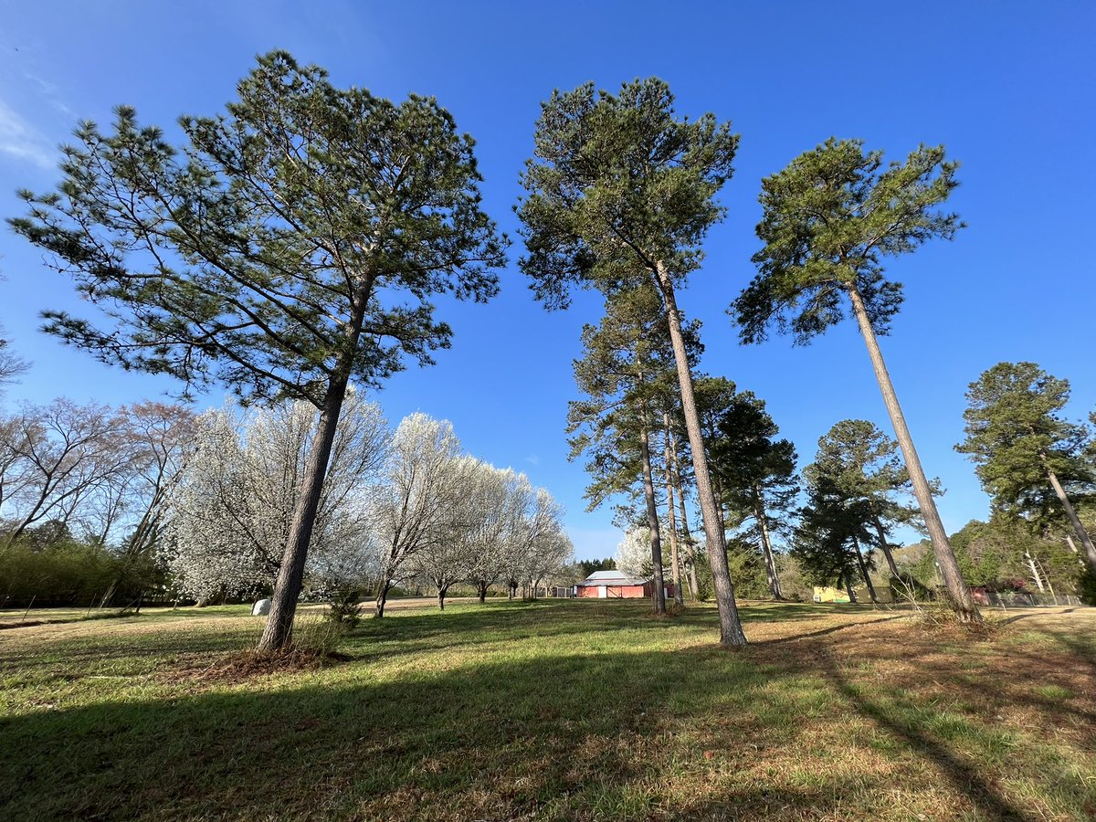 denisevickers's tweet photo. What a glorious start to the work week. Unfortunately these beautiful blooms mean I’ll be sneezing and stuffed up by the weekend. #csrawx #gawx #wxnow @WFXGFOX54 @TrevorsWeather @JJefferiesWFXG https://t.co/vXsPXxzfOp