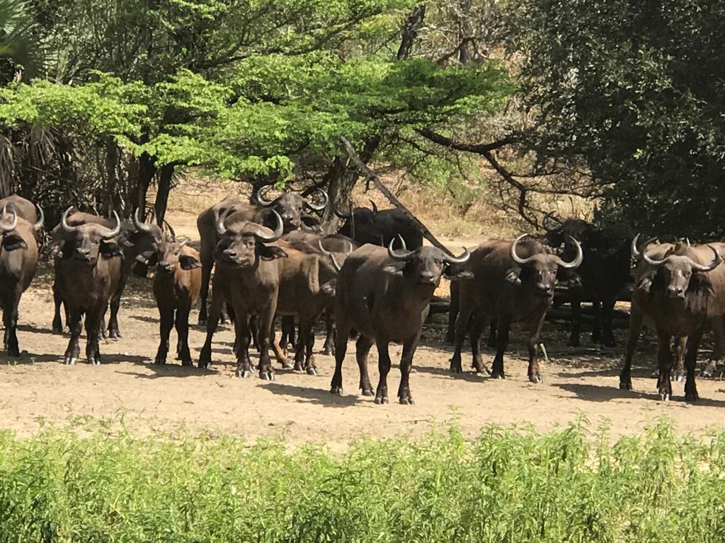 moses_limbu's tweet photo. T-One Tours and Safaris 'Beyond tourism' 
The ultimate safari experience in Nyerere National Park, the largest national park in Africa located in the south Eastern Tanzania
info@t-onetoursandsafaris.com 
Whatsapp +255 717542969 
https://t.co/Xv94J3lREj https://t.co/zfiPBdR5ae