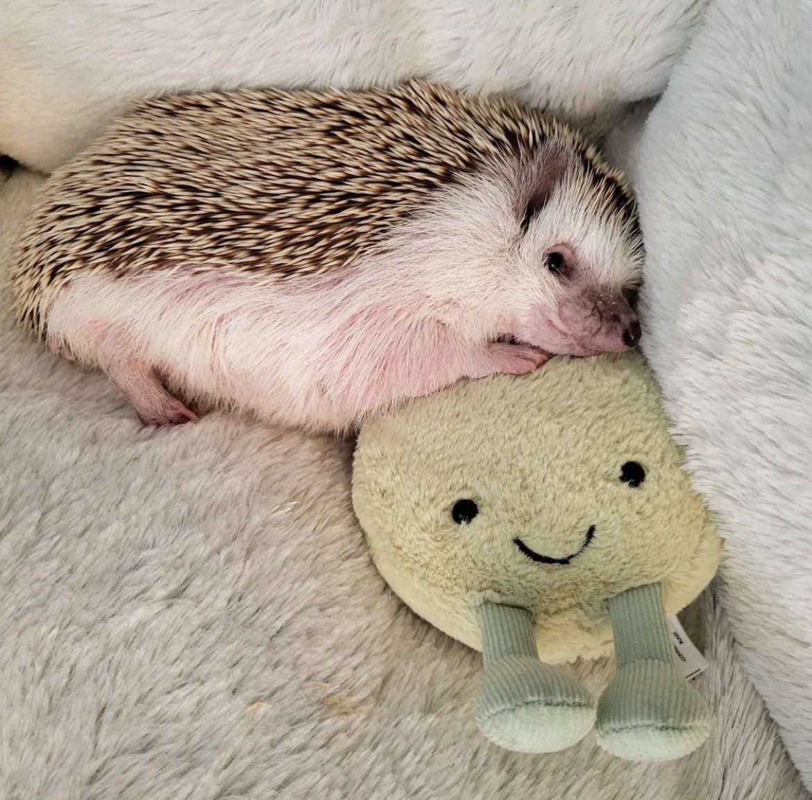 daily__hedgehog's tweet photo. Monday 7th March, 2022 https://t.co/fZjAijFY90