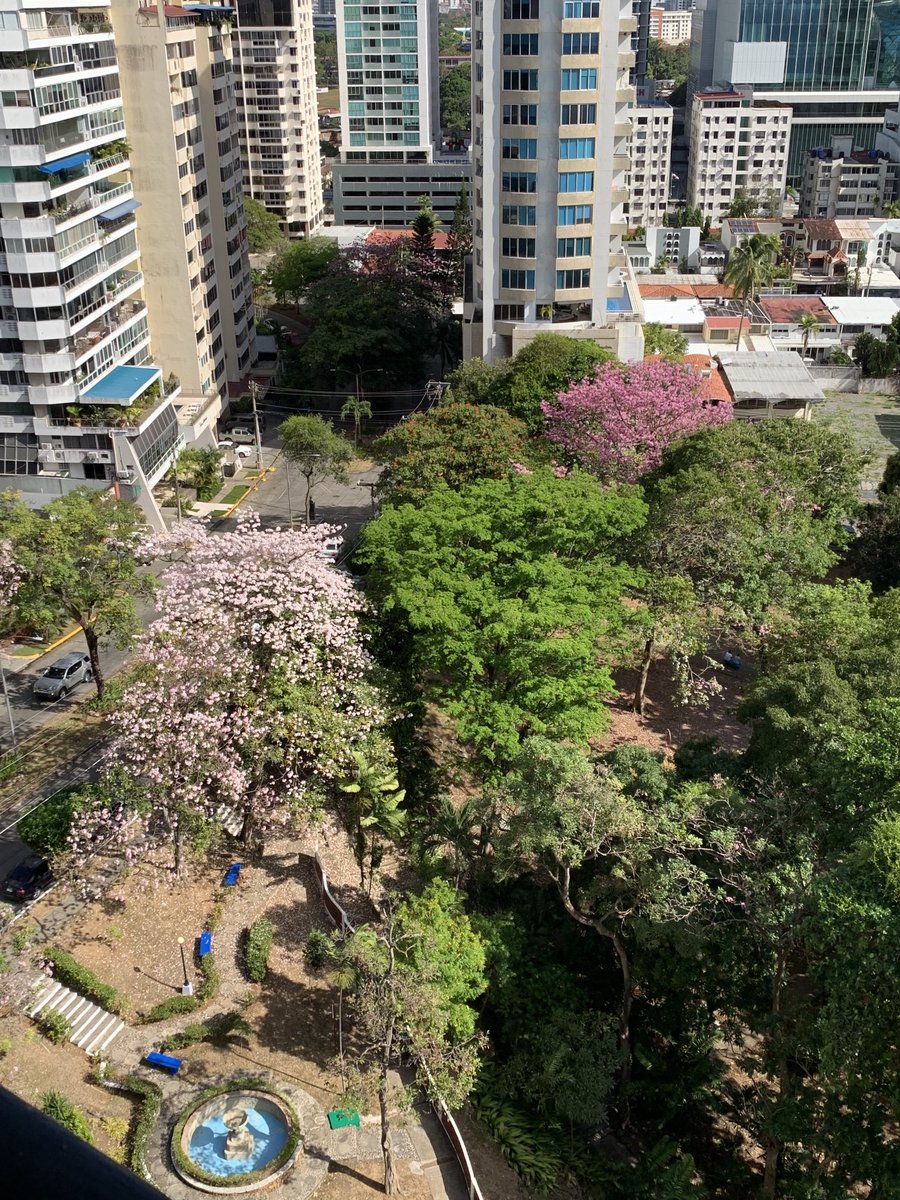 Hoy es un día especial, regresan los estudiantes a sus aulas, se verán a los ojos, se comunicarán, jugarán juntos, habrá calidez humana y como las flores de esos árboles hermosos llenarán de colores nuestros corazones. Bendito Dios!