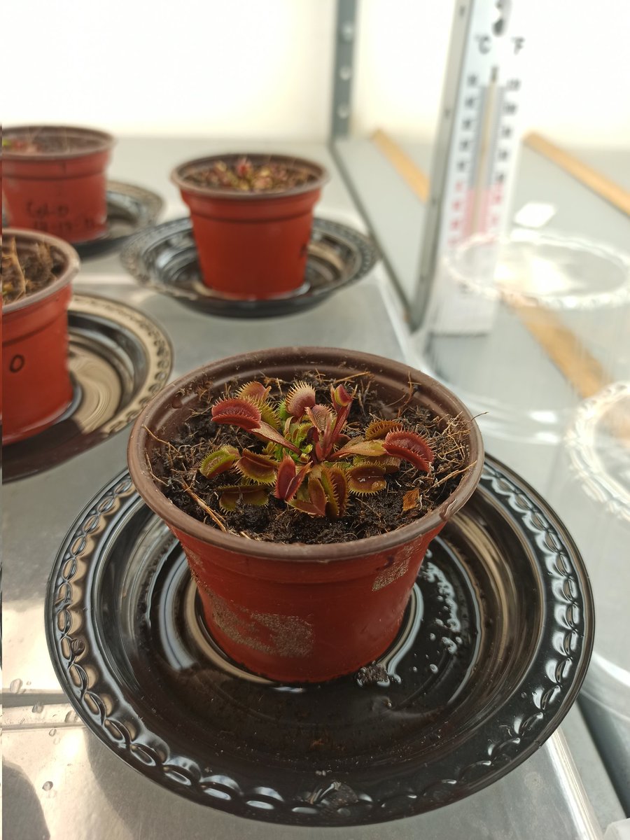 Sr_Benceno's tweet photo. Mi primer venus ex-vitro aclimatada que se me logra 🥰🌱 https://t.co/otdN2LVUDg