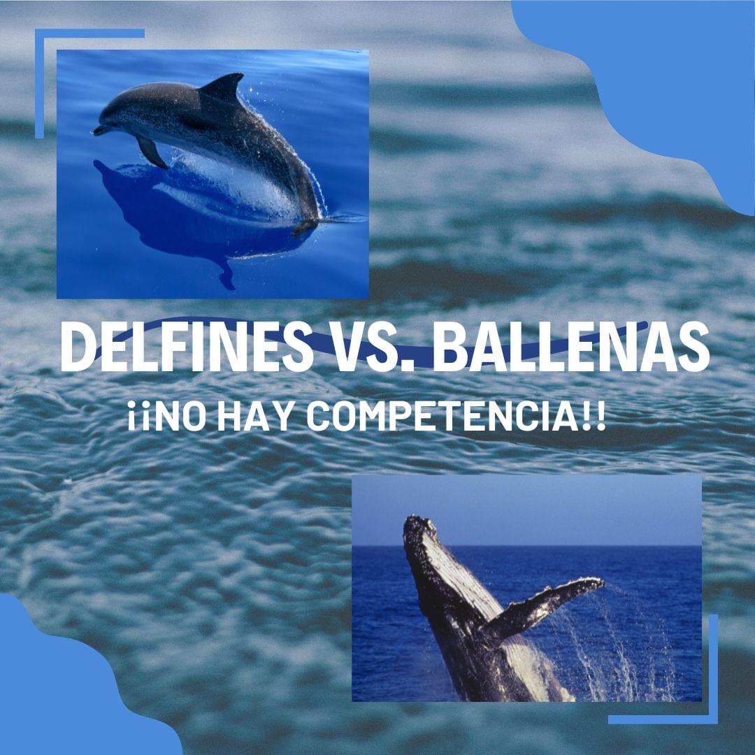 aecimaupr's tweet photo. Más información en nuestra página de FB o Instagram 😍🐳🐬 https://t.co/yi2BKsVPYv