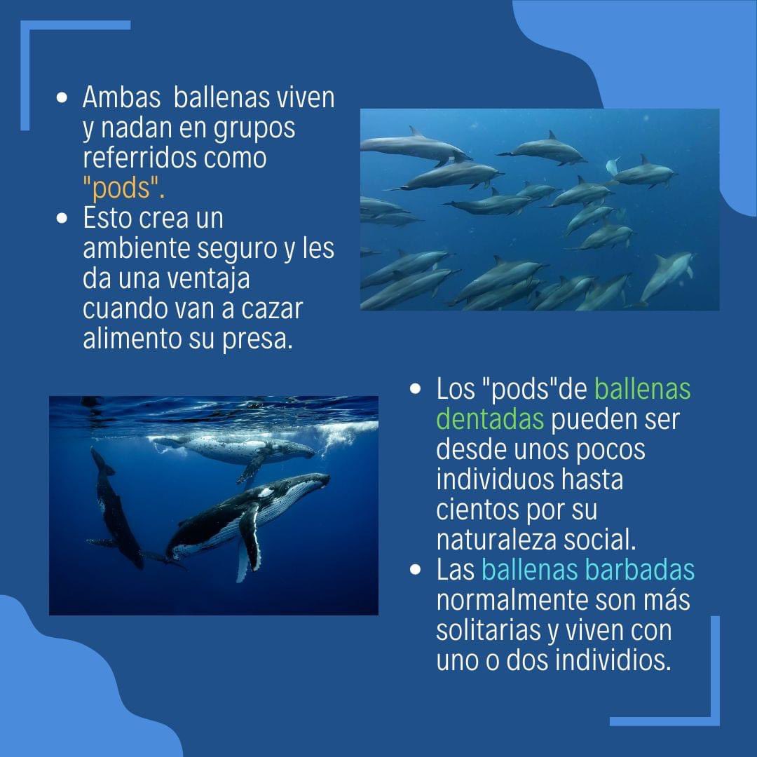aecimaupr's tweet photo. Más información en nuestra página de FB o Instagram 😍🐳🐬 https://t.co/yi2BKsVPYv