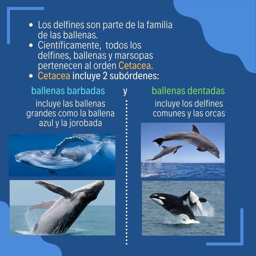 aecimaupr's tweet photo. Más información en nuestra página de FB o Instagram 😍🐳🐬 https://t.co/yi2BKsVPYv