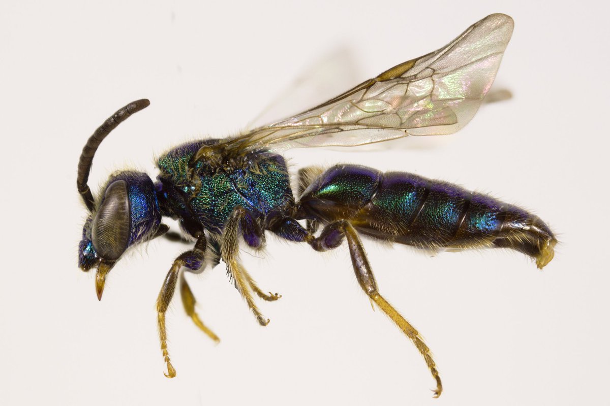 BeesYork's tweet photo. #MetallicMonday
Augochlora pura (Halictidae, 118 species). Augochlora pura is one of the more common bright metallic bees in eastern North America. The exact hue of the metallic colouration varies, we've posted some green ones, here's a largely blue one. https://t.co/g8wVi3zSqf