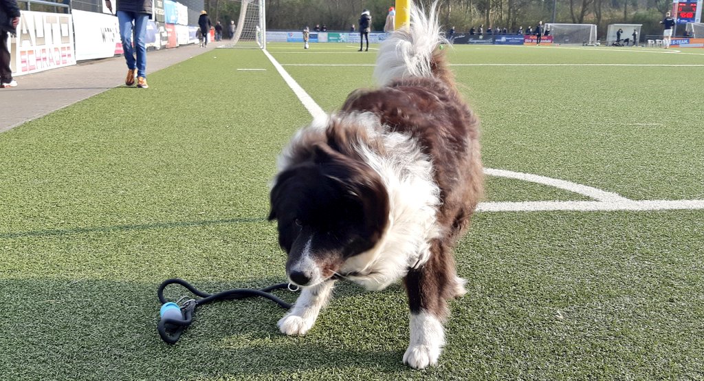 sportplatzhunde's tweet photo. #Hunde schütteln sich, um Stress abzubauen. #Elo Mika (9) musste sich gestern in der Halbzeit aber mal ganz kräftig schütteln, denn die @svschonnebeck lag schon 0:4 hinten. #Esssn #Schonnebeck https://t.co/5D1wWlQdaw