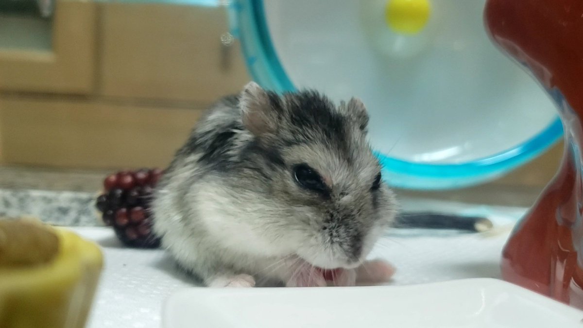 chan09615824's tweet photo. お久しぶりです。　一日のほとんどを寝て過ごす事が多くなったはむですが、大好きなブロッコリーを用意すると、てちてち🐾と現れて「まってたで！」と言わんばかりに嬉しそうにほおばり、再びお気に入りの場所へ帰っていくというのんびりライフを謳歌しています♡ https://t.co/sGH2vnNyLT