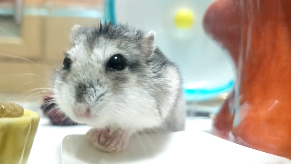 chan09615824's tweet photo. お久しぶりです。　一日のほとんどを寝て過ごす事が多くなったはむですが、大好きなブロッコリーを用意すると、てちてち🐾と現れて「まってたで！」と言わんばかりに嬉しそうにほおばり、再びお気に入りの場所へ帰っていくというのんびりライフを謳歌しています♡ https://t.co/sGH2vnNyLT