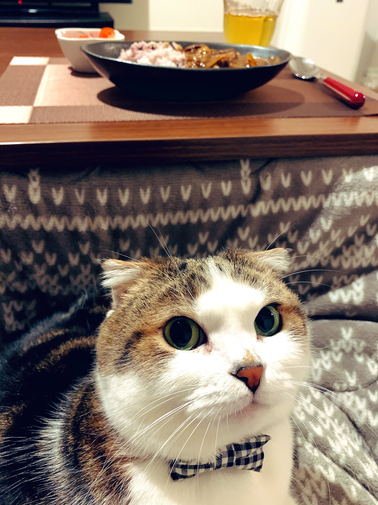 猫のこてつさん Kotetomo222 Twitter