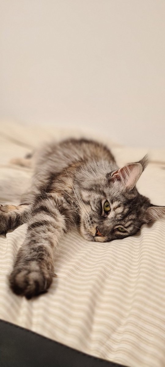 YasminneSummers's tweet photo. One of my two loves โค๏ธ
Freya looking forward to Friday ๐โค
#mondaythoughts #lookingforfriday #MondayMood https://t.co/uVyotrijsr