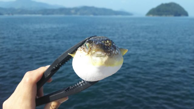 ReadLead_letter's tweet photo. 長らくお待たせいたしました！
正解は…

"フグの身体は毒が作用しない仕組みになっているから"

フグの持つ"テトロドトキシン"という毒は、細胞表面にある蛋白質と結合することで毒として作用します☠️

しかし、フグの細胞表面にある蛋白質はテトロドトキシンと結合しない仕組みになっているのです😳 https://t.co/SonFJk4u0z