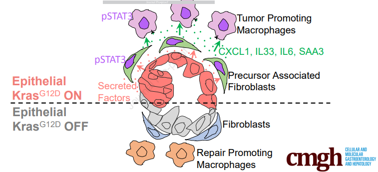 UMICHpancreas's tweet photo. New paper alert! Congrats to @AshVeDe2, @Pasca_Lab, and collaborators on this exciting study out in @AGA_CMGH. 

"Extrinsic KRAS signaling shapes the pancreatic microenvironment through
fibroblast reprogramming"

https://t.co/b2GpmZU89x https://t.co/QmWKmbcSry