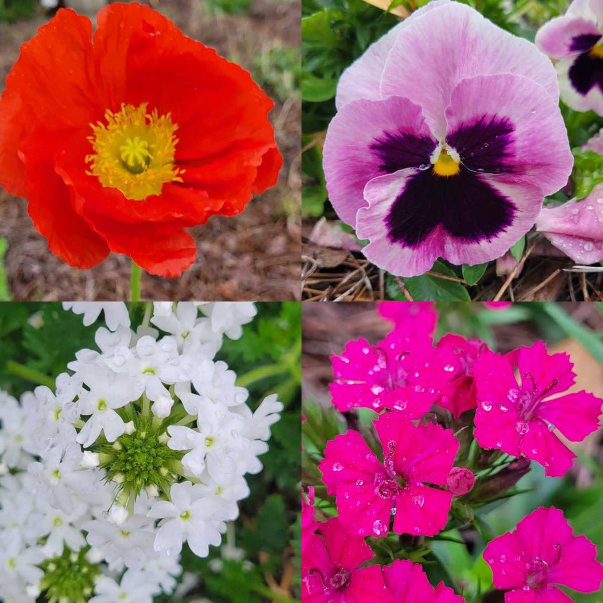 PackerRTGG (@packerrtgg) on Twitter photo It might be a cold, wet March Monday, but spring has sprung in the <a href="/RobisonES/">Robison ES</a> garden! Looking forward to a 5th grade tomato lesson today!
<a href="/readygrowgarden/">Ready to Grow Garden</a> <a href="/CFISDScience/">CFISD Science</a> It might be a cold, wet March Monday, but spring has sprung in the <a href="/RobisonES/">Robison ES</a> garden! Looking forward to a 5th grade tomato lesson today!
<a href="/readygrowgarden/">Ready to Grow Garden</a> <a href="/CFISDScience/">CFISD Science</a>