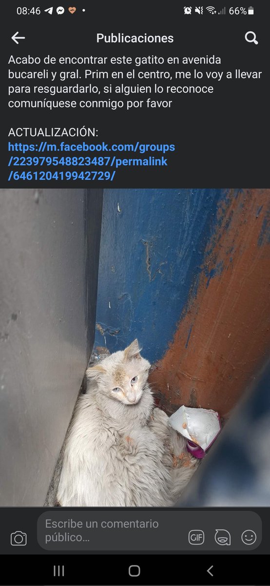marianamode's tweet photo. Hola, pido su apoyo por favor para difundir, fue encontrado en la colonia centro de la #CDMX y necesita una cirugía 
https://t.co/rdmlQPJp96
@MininoMx @LordGatus @GatitosCdmx @MascotasSismo @sebuscaCdMx @animalitoscdmx @VIBRAmascotas #gatoperdidoCDMX #Gato #gatosPerdidosCDMX https://t.co/46DKgCn9Gy