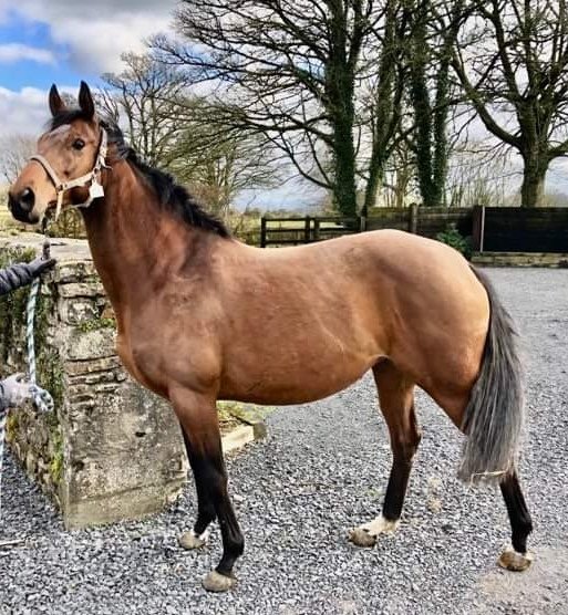 MaPasle's tweet photo. Navarra Sun arrived well @TinnakillHouse. Thanks to @Taxi4Horses for the first class travel. She will visit #FarAbove after giving birth to a foal by #Areion, if everything goes as planned. https://t.co/IWTCVvHuT4