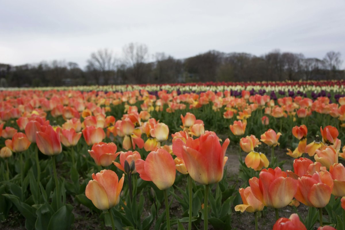 Explore Michigan tweet media