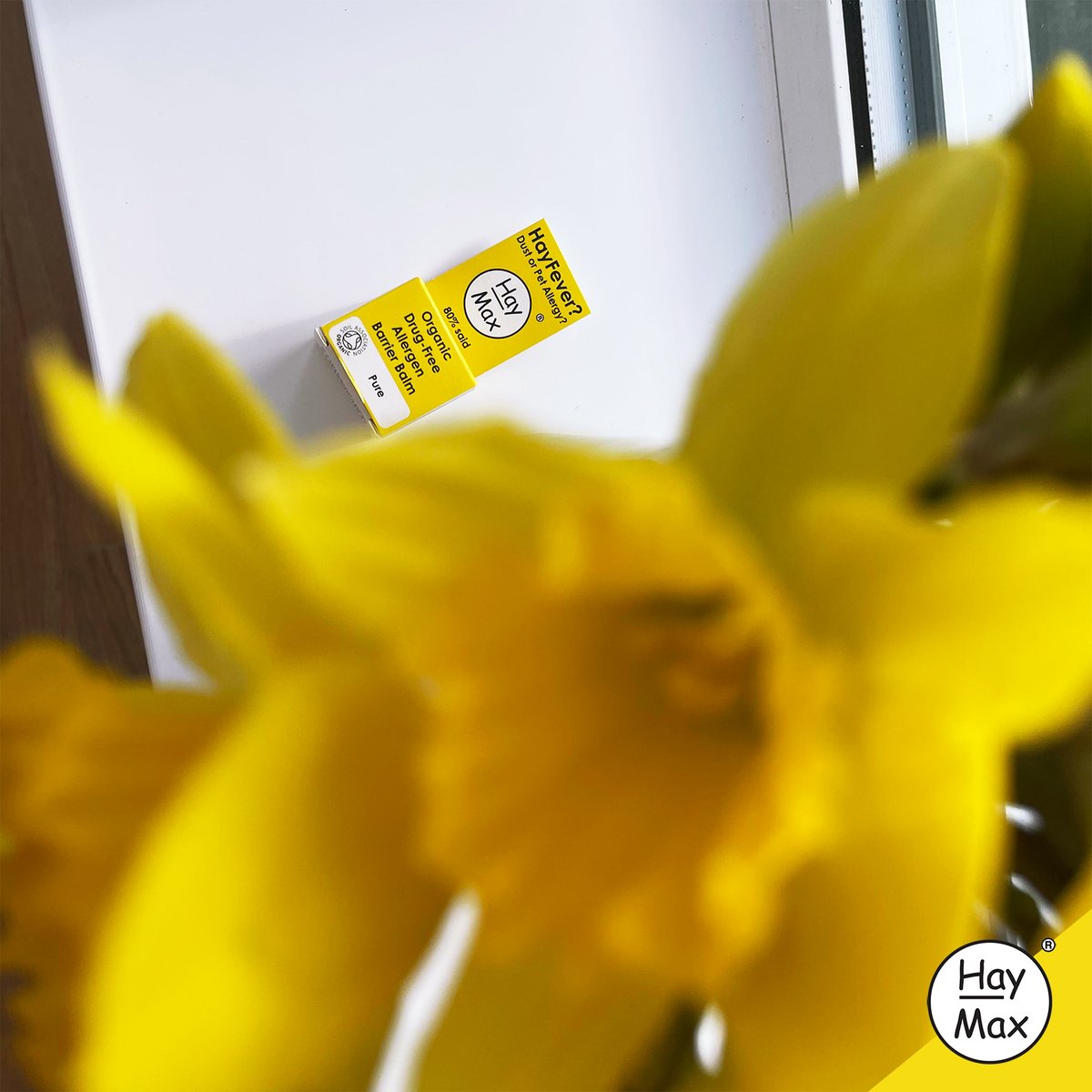 HayMaxbalm's tweet photo. Daffodil flowers begin to pop up when winter ends. They're a symbol of spring and symbolise new beginnings 🏵️💛

#Allergy #haymax #allergens #pets #dust #hayfever #organic #drugfree #flowers #spring https://t.co/N6s6g5jvW3