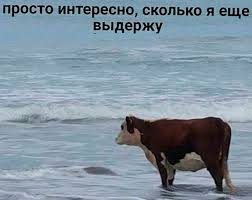 (((🤟 Мертвый Кореш Максим tweet media