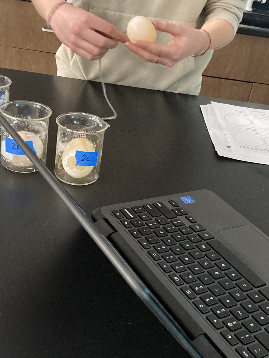 KrystalBare1's tweet photo. Osmosis lab #tonicity #apbiology @EatonHighSchool https://t.co/Z50kOyCy5c