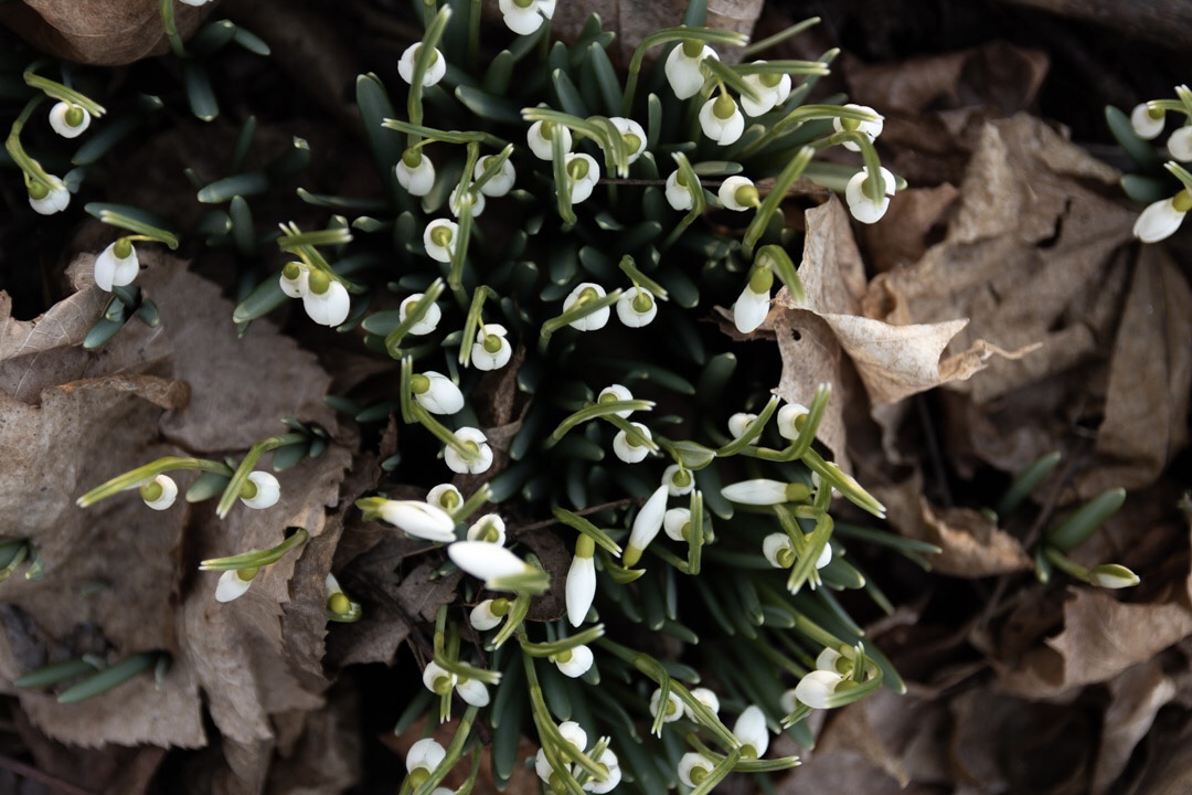 Spring is in the air, can you feel it? Well, if not you’ll soon be able to see it! This week we will be posting some of our favourite early signs of spring. Dropping in 1st are Snowdrops - a white, bell-shaped flower. Spring starts popping when the snowdrops start dropping!!!