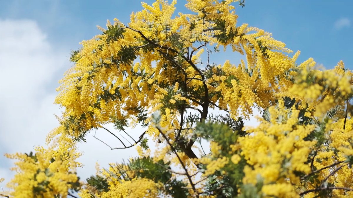 KongoRodriguez's tweet photo. MOVIEからキャプチャ→写真用に再編集。
#ミモザの日 #mimosa #2020spring https://t.co/jwMa55Afmz