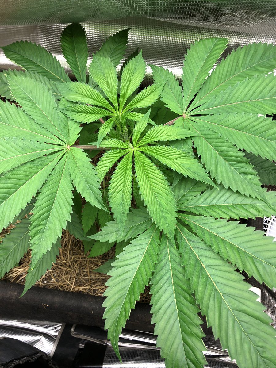 Eric R. 🐞🌱😶‍🌫️ tweet media