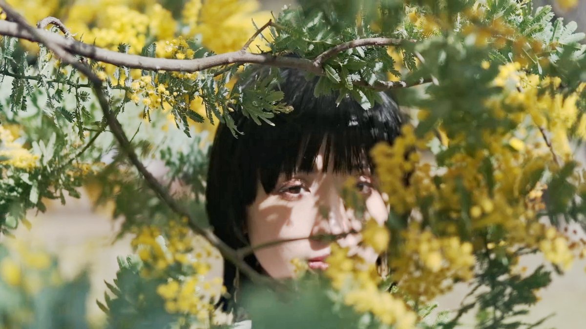 KongoRodriguez's tweet photo. MOVIEからキャプチャ→写真用に再編集。
#ミモザの日 #mimosa #2020spring https://t.co/jwMa55Afmz