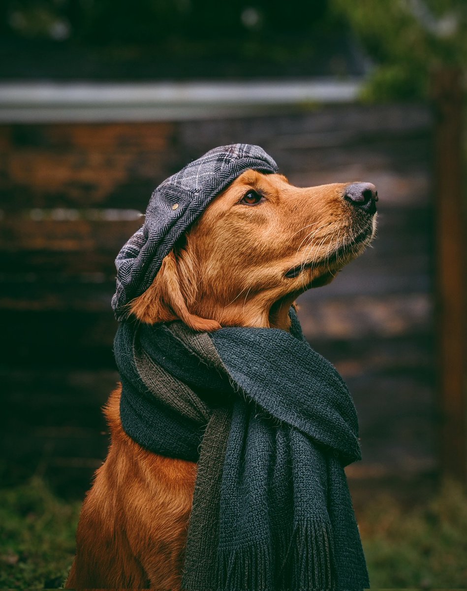 A gentleman  #dogsoftwitter #distinguished