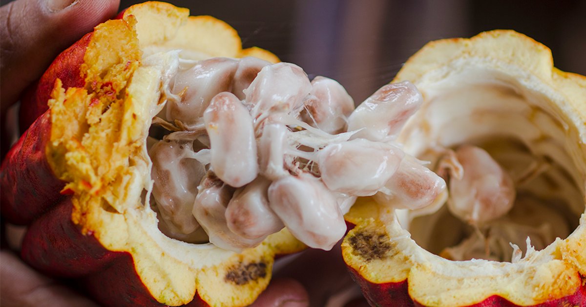 CacaoBarry_ENG's tweet photo. 🍃Evocao🍃
A uniquely pure expression of the cacaofruit, WholeFruit Chocolate provides chefs with the true essence of what Nature intended.
#WholeFruitChocolate #Evocao #CacaoBarry #ChocolateAsNatureIntended #cacaofruit #chocolate #nature
https://t.co/7GULX8NKbF https://t.co/f0TJqWIlWe