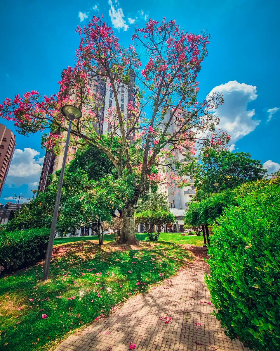 HojeCuritiba's tweet photo. Segundou! Bora pra mais uma semana abençoada! 🙏
📸@mauro.longo1 

#hojecuritiba #curitiba #curitilover https://t.co/KWyU9sdGMP