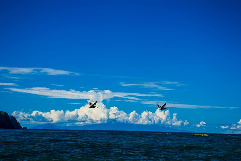 Birdwatchers Paradise (Dominica). 
#atlantiqueview
#choicehotels
#AscendCollection
#Dominica
#birdwatching