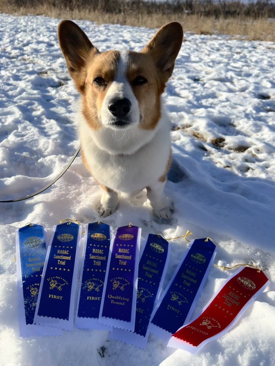 Kaia the Corgi tweet media