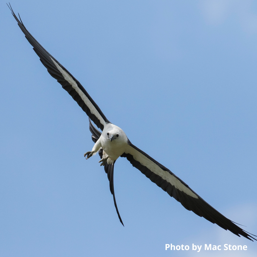 ms_nature's tweet photo. TNC is part of the multi-state Swallow-Tailed Kite Conservation Alliance that has significantly expanded the understanding of swallow-tailed kites and worked to improve habitat. Find out more about this unusual and elusive bird in TNC's Nature Magazine.   https://t.co/GVVBcSrnHR https://t.co/PmoE65iAW1