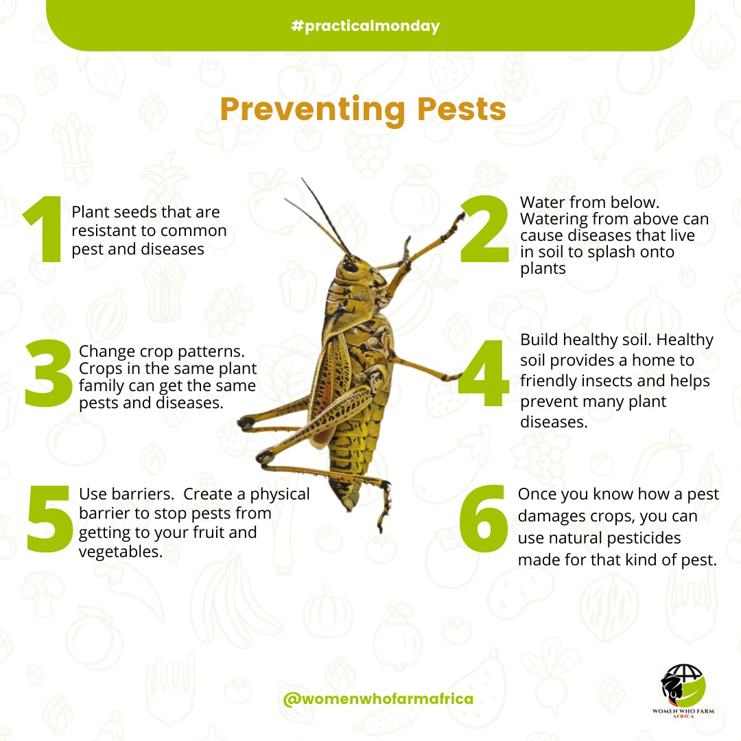 Womenwhofarmaf1's tweet photo. It’s #practicalmonday again.
Learn how you can prevent pests from damaging your crops.
Do you know other alternatives? Let us know in the comment section!
#women #womenwhofarmafrica #farming #womenempowerment https://t.co/nbE4efyK2e
