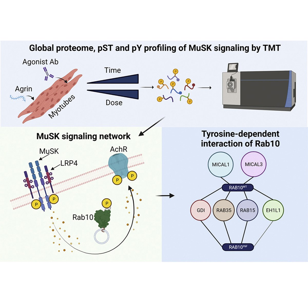 Budayeva et al.'s data provide in-depth characterization of muscle-specific kinase (#MuSK) signaling, describe two novel MuSK inhibitors, and expose phosphorylation of Rab GTPases downstream of receptor tyrosine kinase activation in myotubes — <a href="/genentech/">Genentech</a> 

mcponline.org/article/S1535-…
