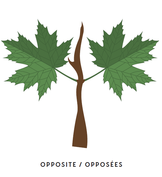 SouthNationCA's tweet photo. Do you know how to identify a Maple Tree in the winter or early spring (before the leaves come out)? Trees can be identified by their branch placement, leaves/needles and shape. Maple trees have unique leaves, fine twigs and opposite branching. 🍁
#MapleMonday #MapleMadness https://t.co/7v6q5EafX8