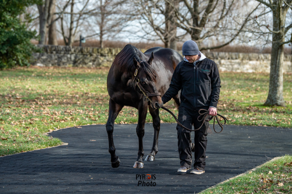 PyroisMedia's tweet photo. The final stallion photo blog of Open House season is up now on #PyroisMedia. Find the link below!
🔗https://t.co/q75eJG3Kkg https://t.co/1pI2cSTI36