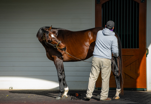 PyroisMedia's tweet photo. The final stallion photo blog of Open House season is up now on #PyroisMedia. Find the link below!
🔗https://t.co/q75eJG3Kkg https://t.co/1pI2cSTI36