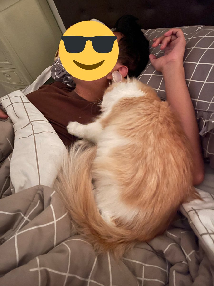 petsfess's tweet photo. 🐈‍⬛ Gue ga nyangka gue sampe di titik kehidupan dimana laki gue direbut sama kucing https://t.co/HfQVfF23K1