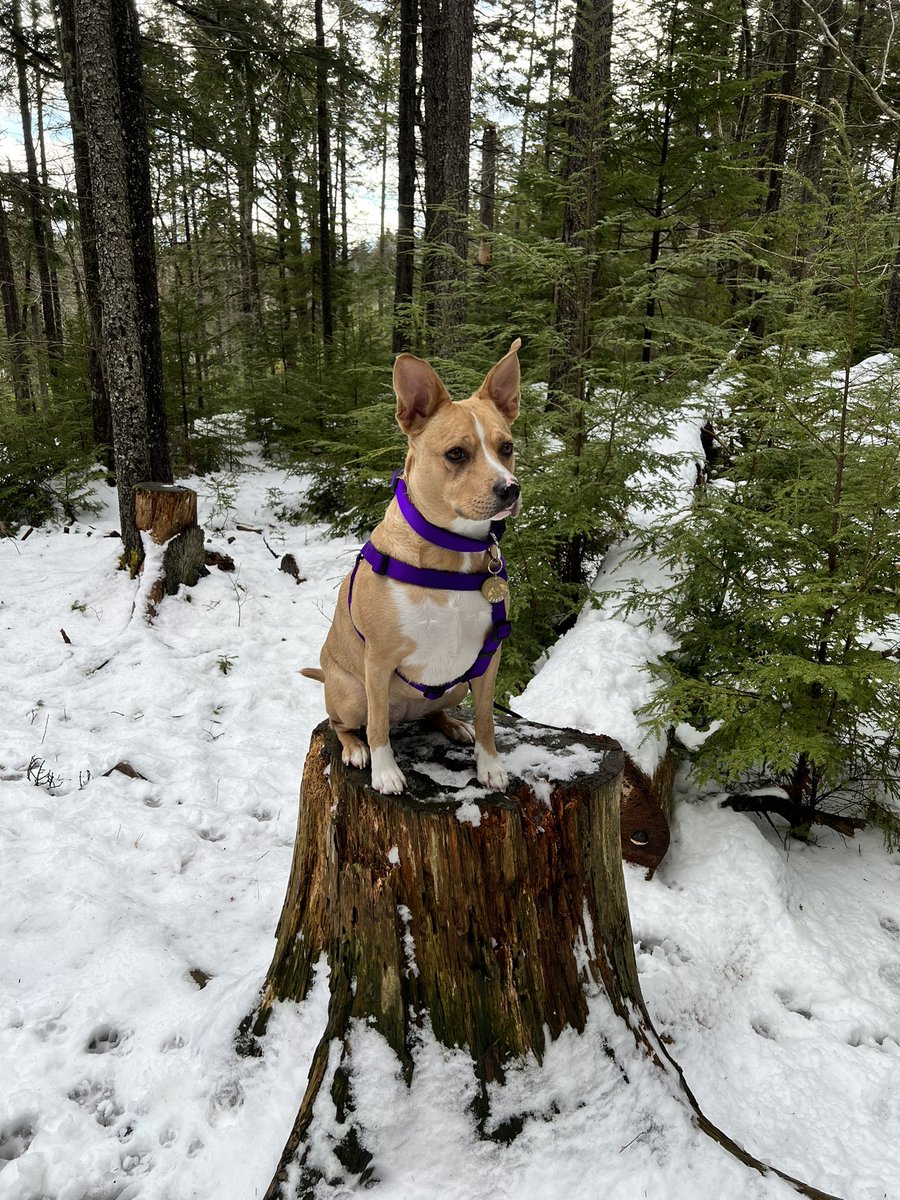 borderpit tweet picture