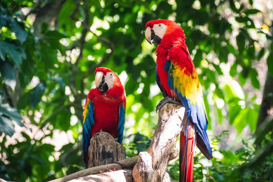 Después del fuego ➡️ ¿Qué pasa cuando desaparece una especie?

✍️ Por <a href="/manutorino/">Manuel Torino</a> 
🔗 lanacion.com.ar/sabado/despues…