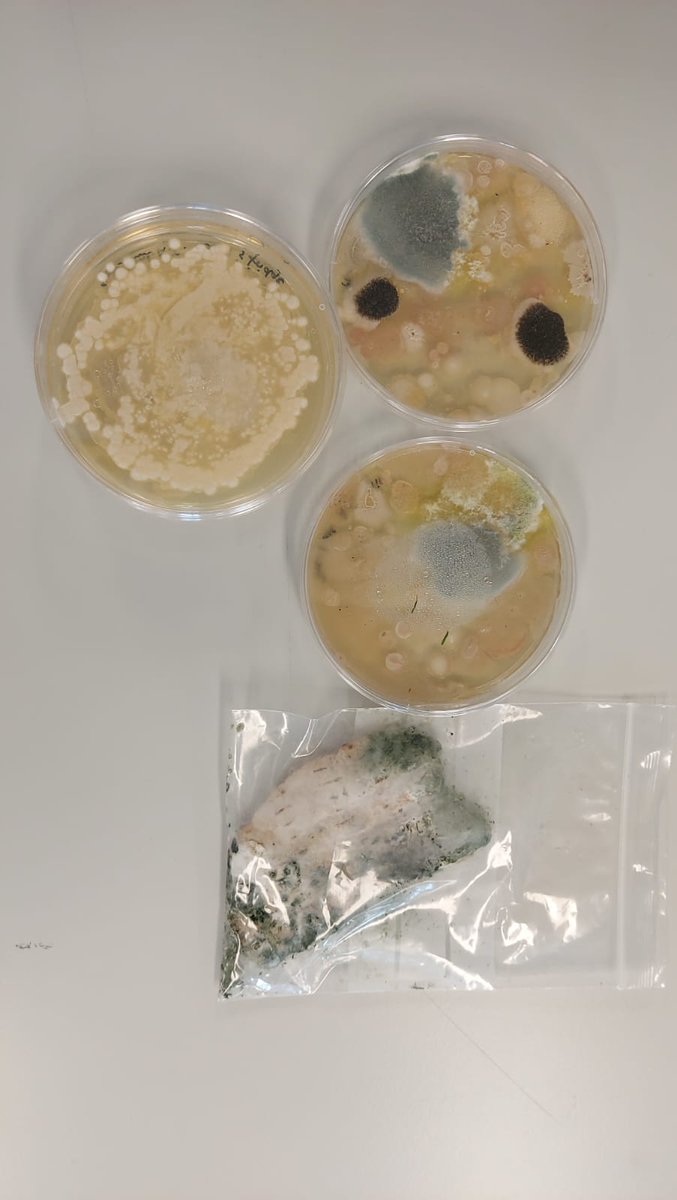 adele759's tweet photo. Yuck what happened to my foods today? How food wrapping affect spoilage? Let s use lactophenol cotton blue for our Food Science practical and identify different type of food spoilage @UoR_LifeScience @NutritionRoe @ClinicalMsc @csaoris @adele759 https://t.co/wHRk5NYad6
