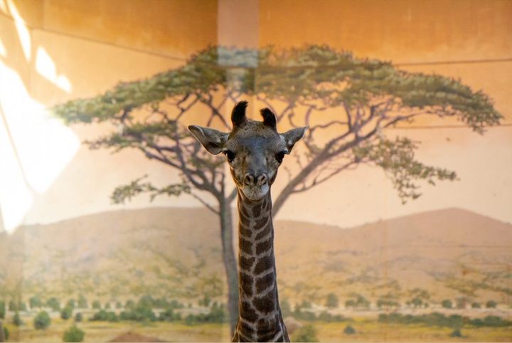 TheTorontoZoo's tweet photo. Watch #LittleLongLegs LIVE on Zoolife: https://t.co/m1jYVMRxuj. Want camera control and access to even more animal habitats? Join Zoolife here where 80% of proceeds support animal care and conservation efforts at #YourTorontoZoo: https://t.co/9SJrzygazk π± https://t.co/0YbDDL5gMY
