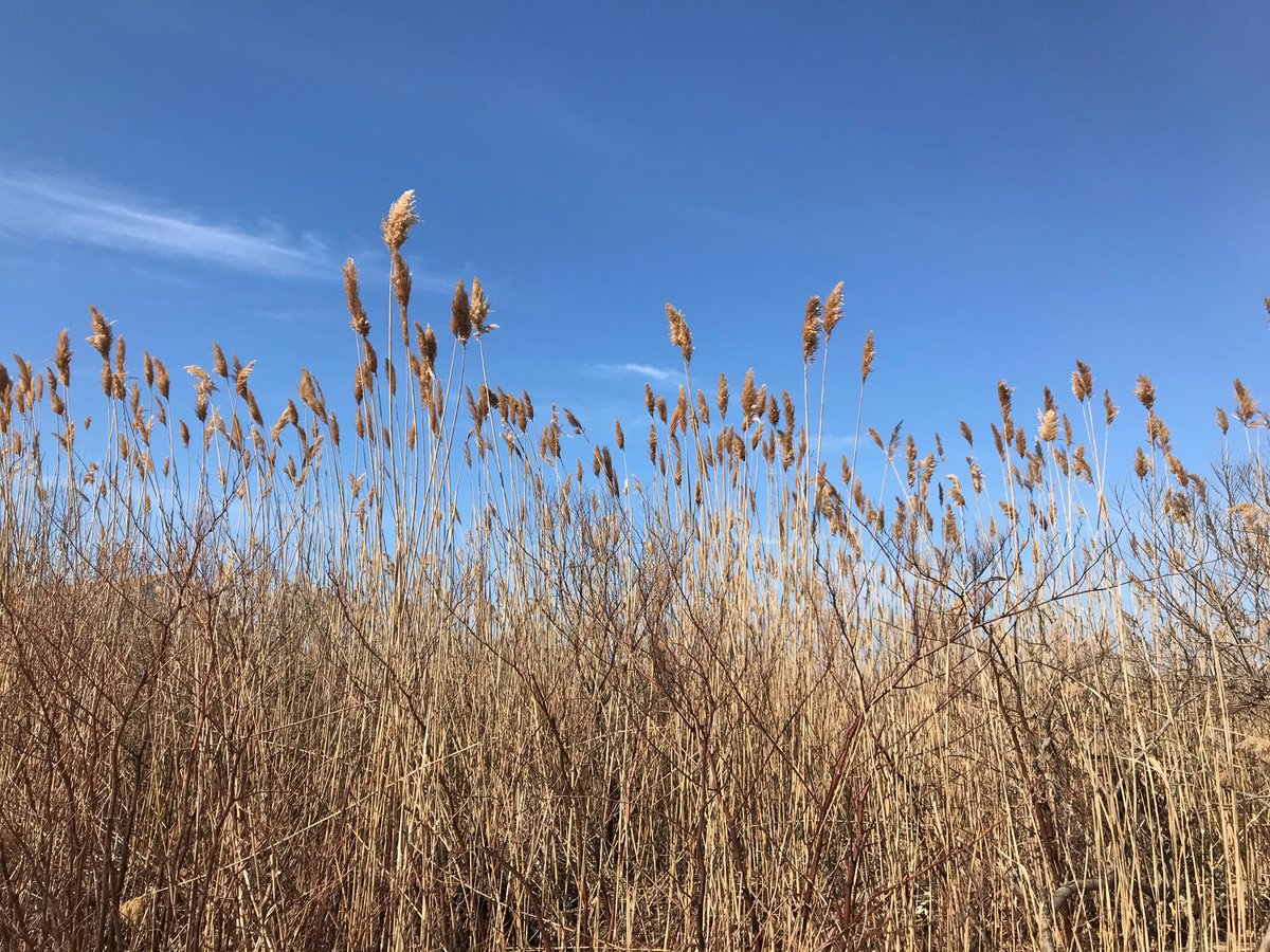 Vision_Gov's tweet photo. Happy March all! It's time for this month's edition of our Vision Calendar highlight series. The Vision Calendar page for March features some beautiful swaying Saybrook Manor Sea Grass submitted by Bridget Riordan and our friends in Old Saybrook, CT. Thank you, Bridget! https://t.co/lxsc2CRjmY