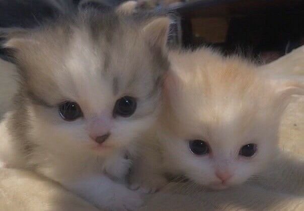 emmanuellovesu's tweet photo. очень важный тред: расчехляю свою коллекцию милых фотографий котят, которые можно отправить близкому человеку с подписью ‘мы’. https://t.co/iW2N6b8UL5